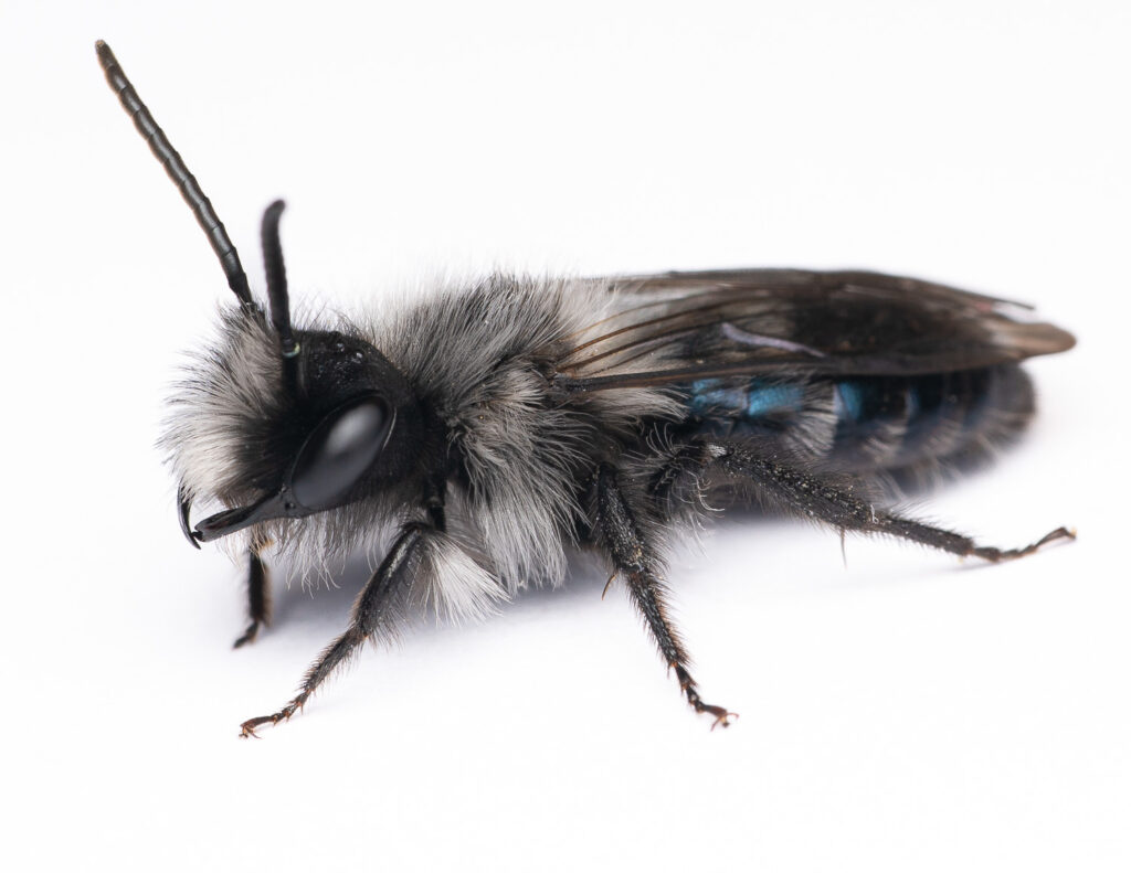 Andrena danuvia ♂